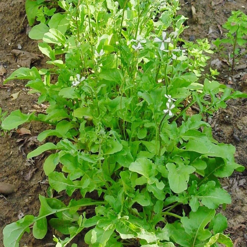 Heirloom Arugula Roquette Herb Seeds (1g) by Patriot Seeds - Image 4