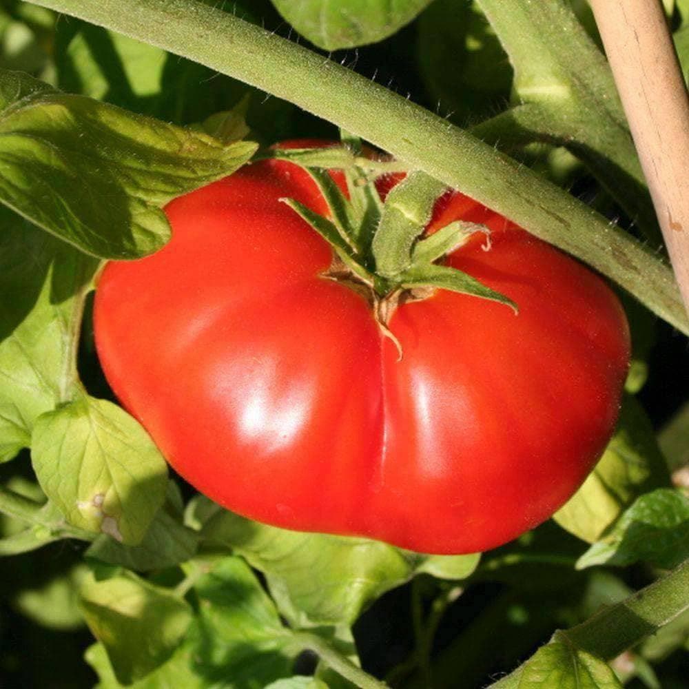 Heirloom Beefsteak Tomato Seeds (.5g) by Patriot Seeds - Image 3