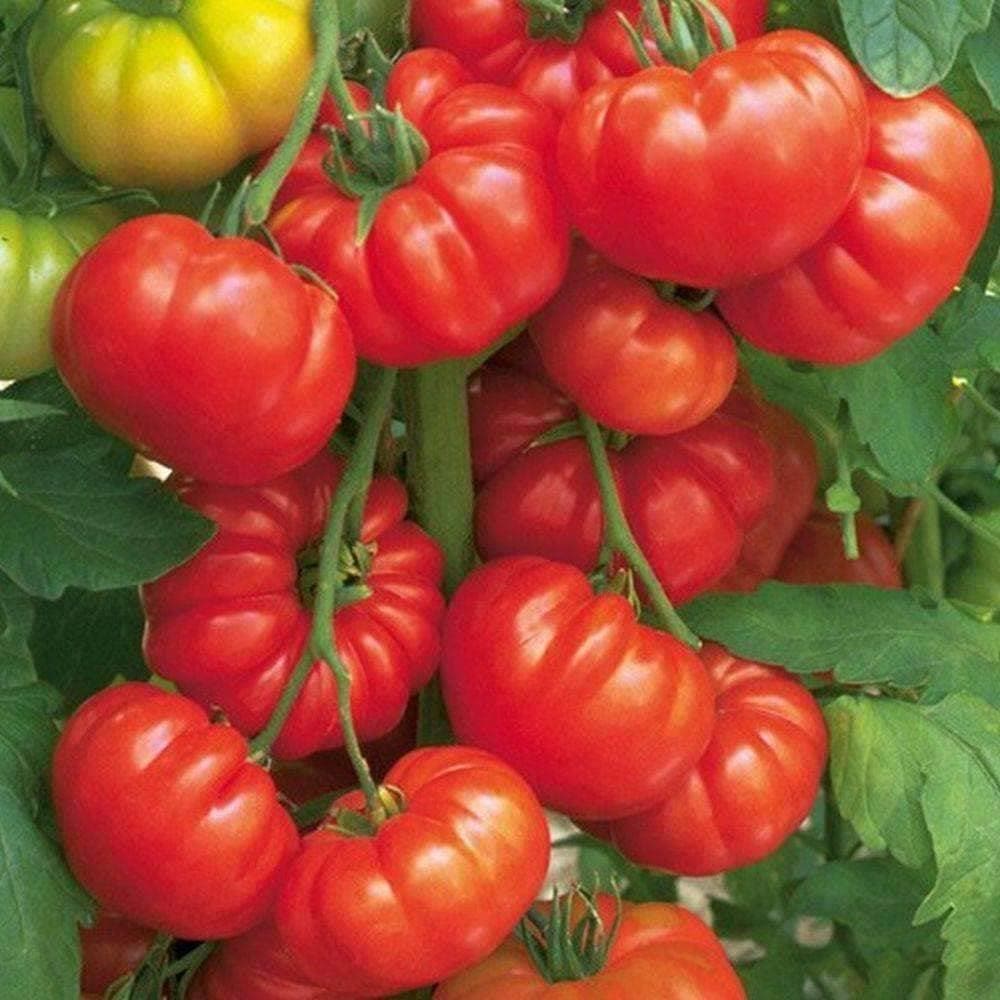 Heirloom Beefsteak Tomato Seeds (.5g) by Patriot Seeds - Image 4