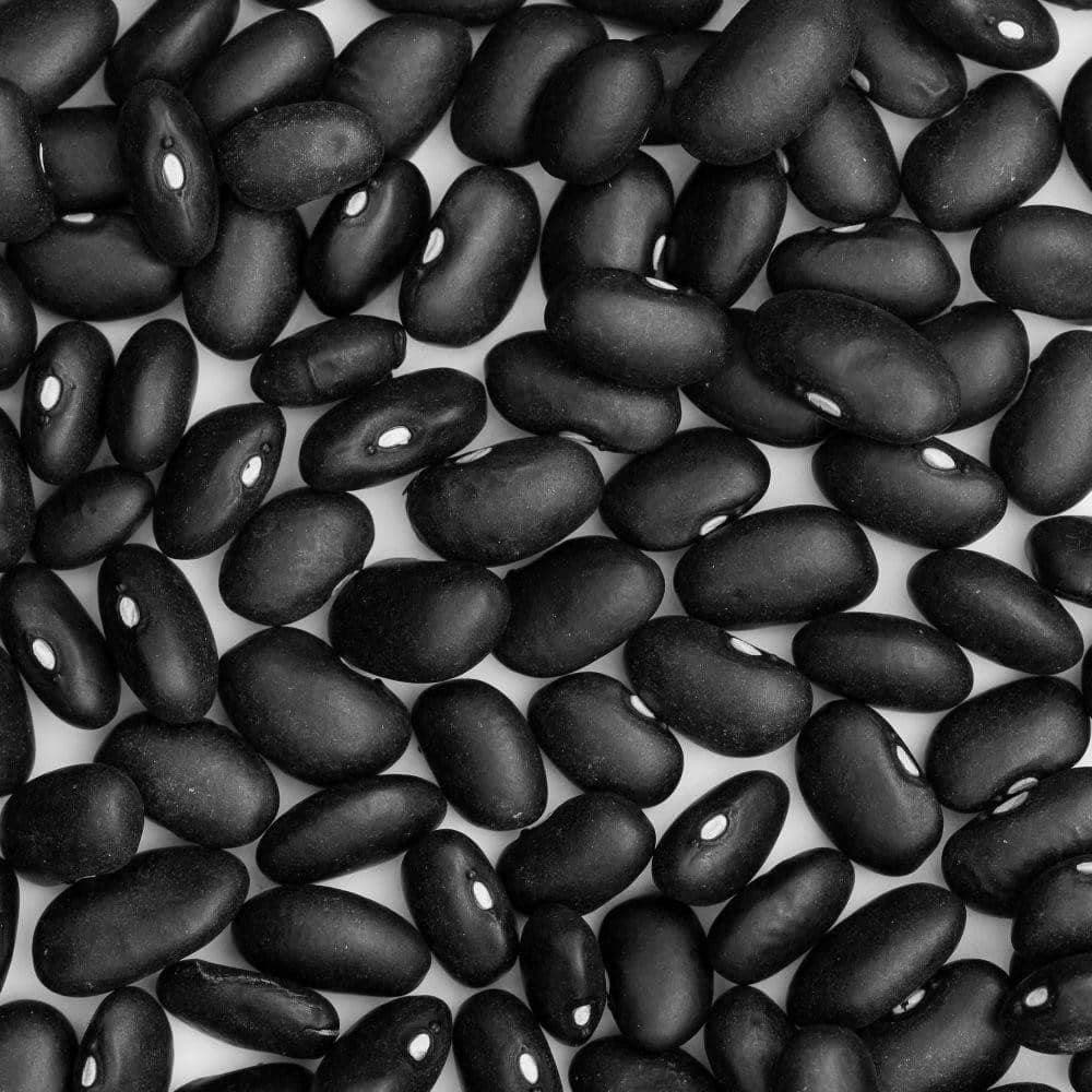 Heirloom Black Turtle Bush Beans Seeds (10g) by Patriot Seeds - Image 3