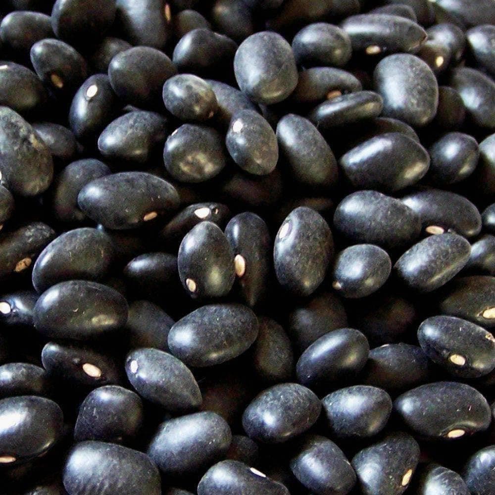 Heirloom Black Turtle Bush Beans Seeds (10g) by Patriot Seeds - Image 4