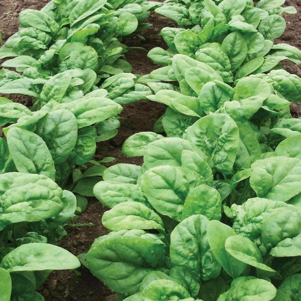 Heirloom Bloomsdale Spinach Seeds (3g) by Patriot Seeds - Image 4