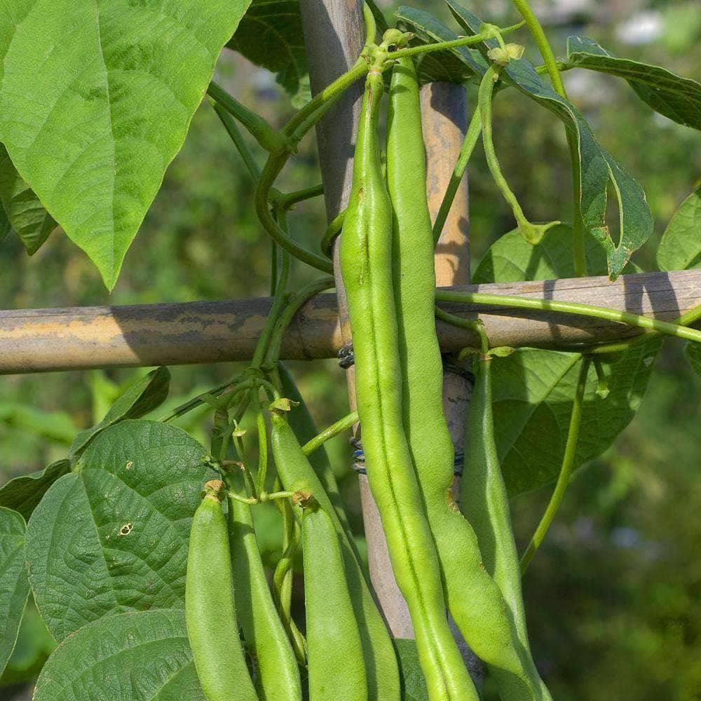 Heirloom Blue Lake Bush Beans (56.75g) by Patriot Seeds - Image 5