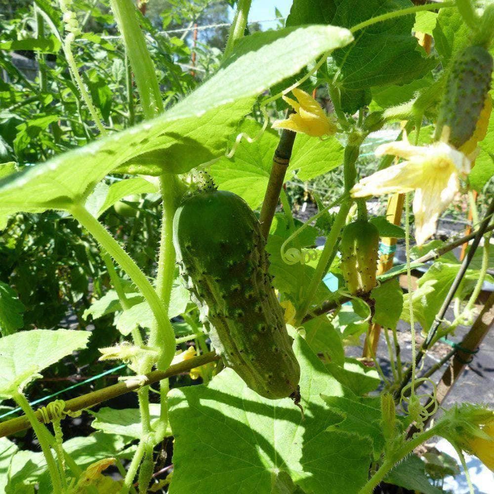 Heirloom Boston Pickling Cucumber Seeds (3g) by Patriot Seeds - Image 5
