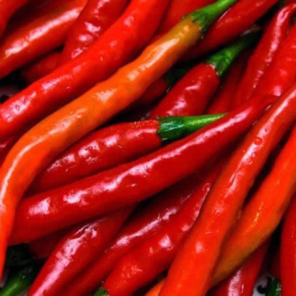 Heirloom Long Red Narrow Cayenne Pepper Seeds (.5g) by Patriot Seeds - Image 4