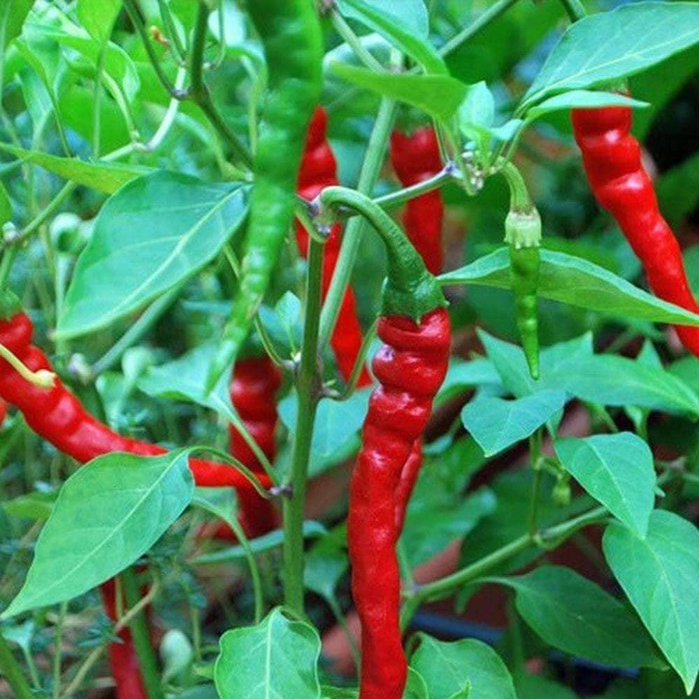 Heirloom Long Red Narrow Cayenne Pepper Seeds (.5g) by Patriot Seeds - Image 5