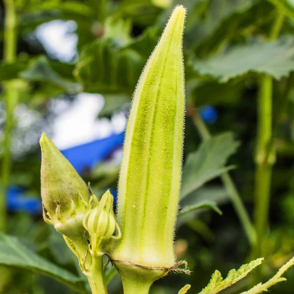 Heirloom Clemson Spineless Okra Seeds (4g) by Patriot Seeds - Image 5