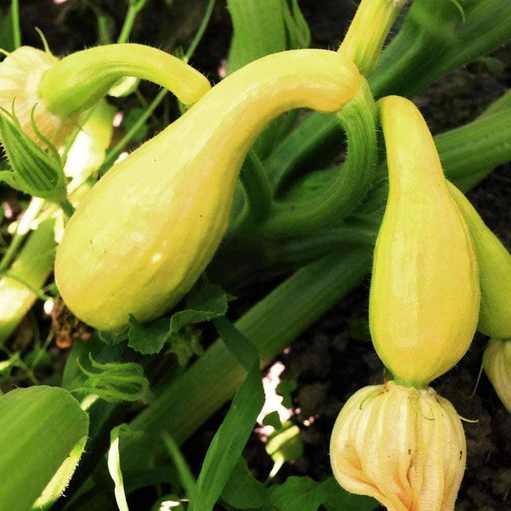 Heirloom Crookneck Squash Seeds (4g) by Patriot Seeds - Image 4