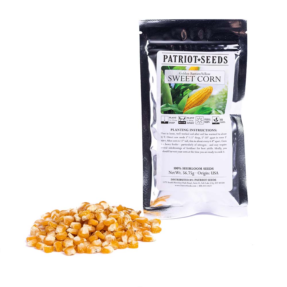 Heirloom Golden Bantam Yellow Sweet Corn (56.75g) by Patriot Seeds - Image 3