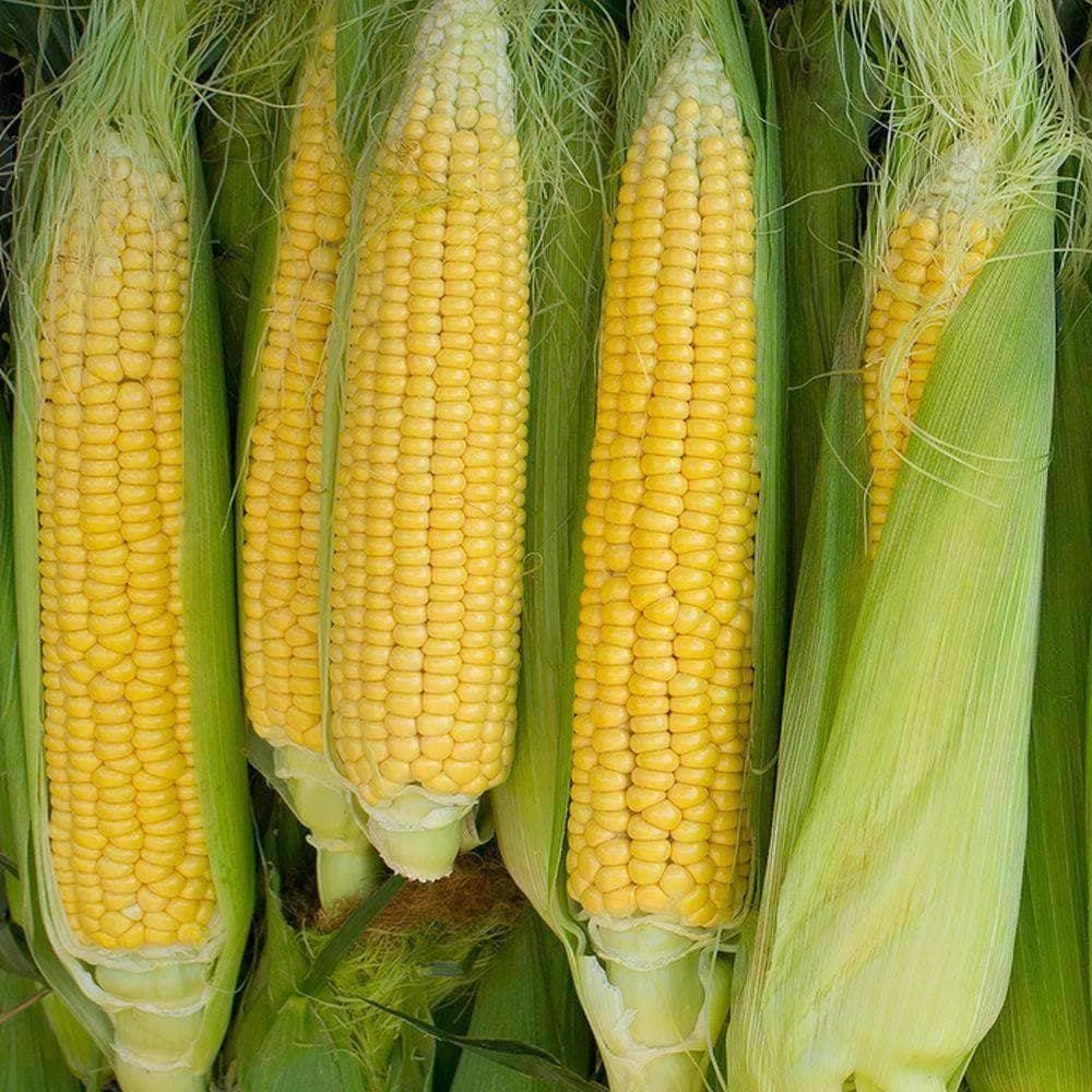 Heirloom Golden Bantam Yellow Sweet Corn (56.75g) by Patriot Seeds - Image 5