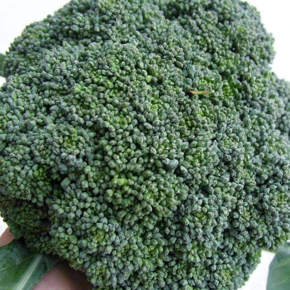 Heirloom Green Sprouting Calabrese Broccoli Seeds (2g) by Patriot Seeds - Image 4