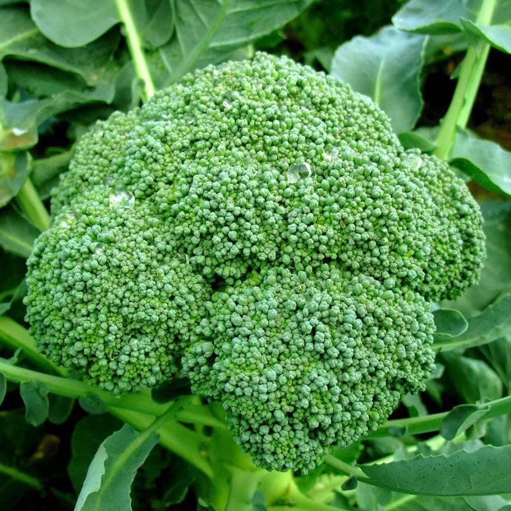 Heirloom Green Sprouting Calabrese Broccoli Seeds (2g) by Patriot Seeds - Image 5