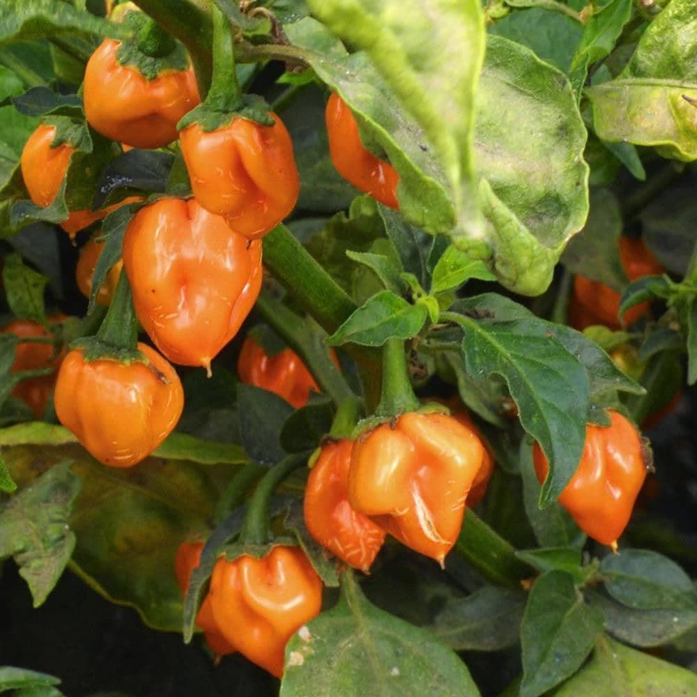 Heirloom Habanero Pepper Seeds (.25g) by Patriot Seeds - Image 4
