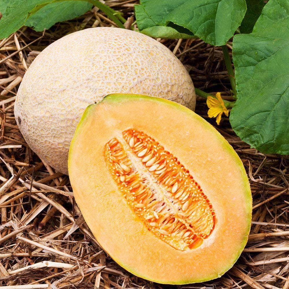 Heirloom Hales Best Cantaloupe Seeds (2g) by Patriot Seeds - Image 4