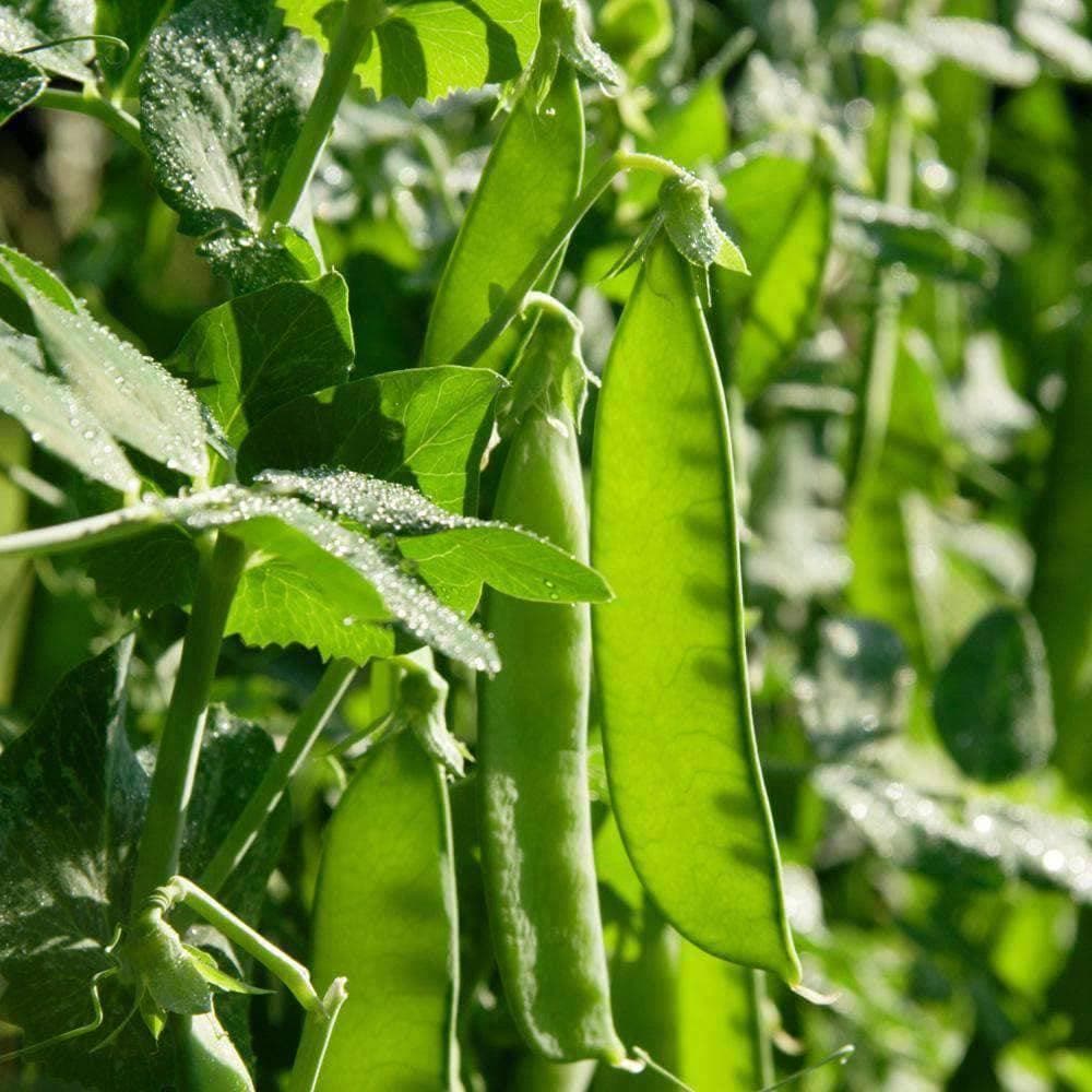 Heirloom Oregon Sugar Pod #2 Pea Seeds (28.375g) by Patriot Seeds - Image 5