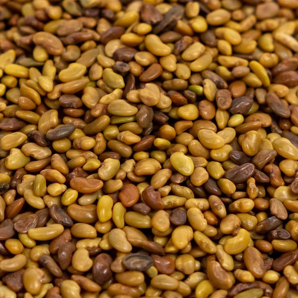 Organic Alfalfa Sprouting Seeds by Patriot Seeds (4 ounces) - Image 3