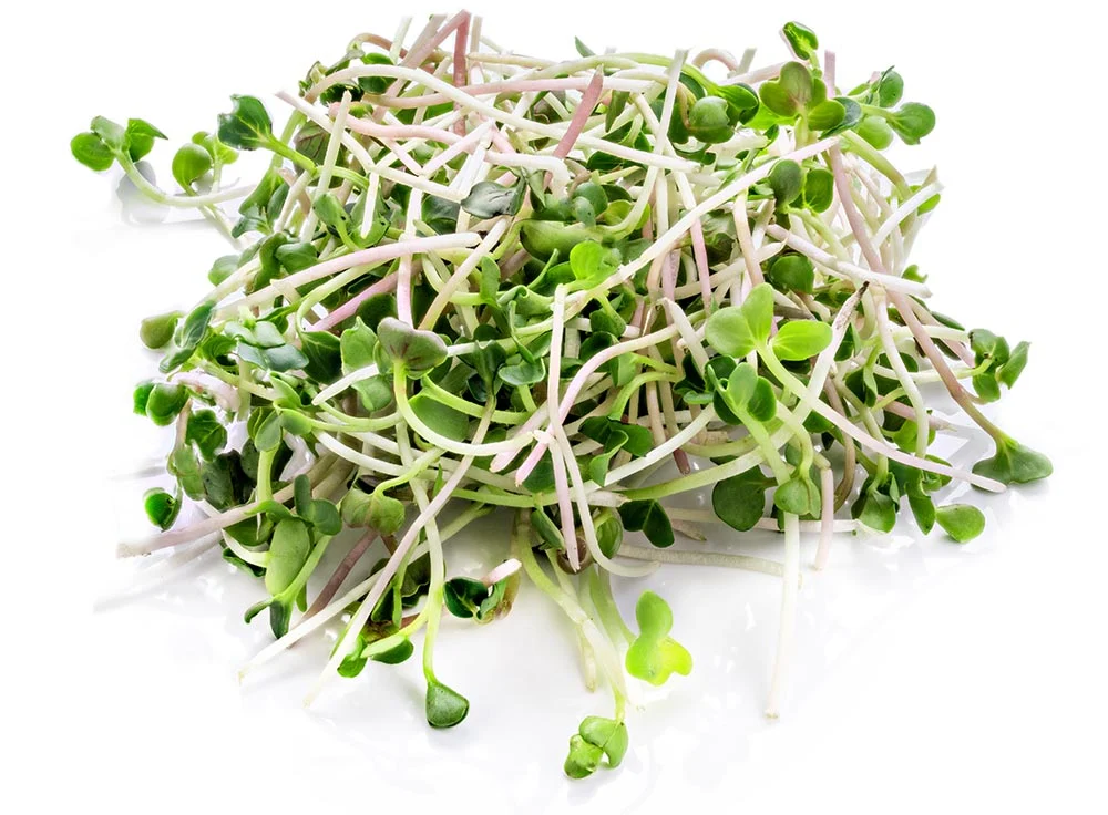 Organic Broccoli Sprouting Seeds by Patriot Seeds (4 ounces) - Image 4