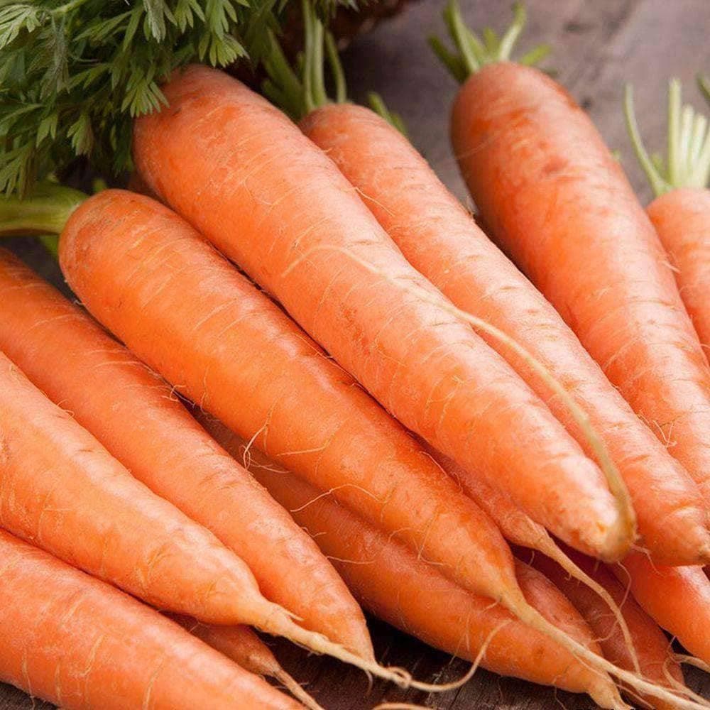 Heirloom Scarlet Nantes Carrot Seeds (1g) by Patriot Seeds - Image 5