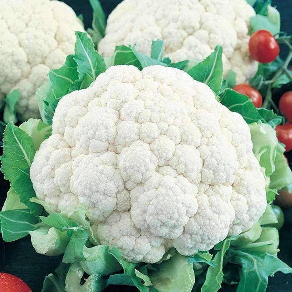 Heirloom Snowball Cauliflower Seeds (1g) by Patriot Seeds - Image 4