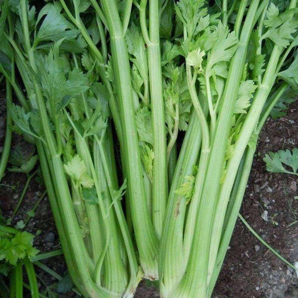 Heirloom Tall Utah Celery Seeds (1g) by Patriot Seeds - Image 4