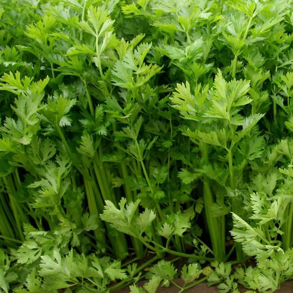 Heirloom Tall Utah Celery Seeds (1g) by Patriot Seeds - Image 5