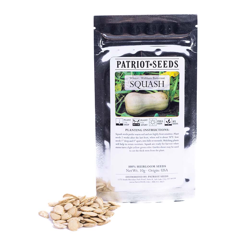 Heirloom Waltham Butternut Squash Seeds (10g) by Patriot Seeds - Image 3